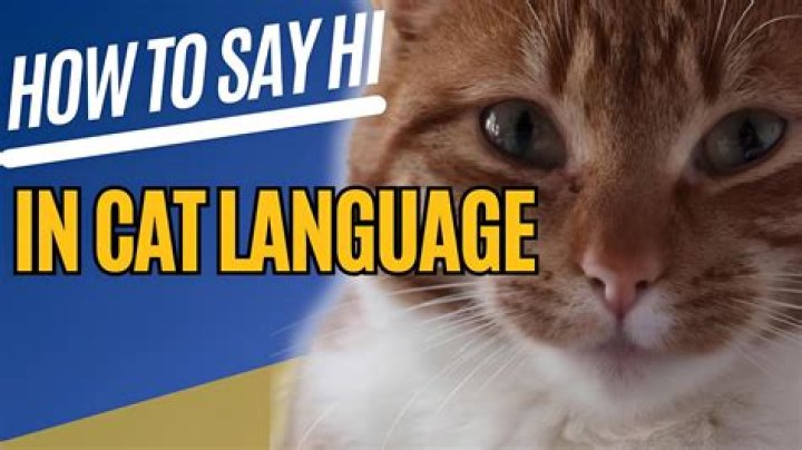 What is hello cat language?