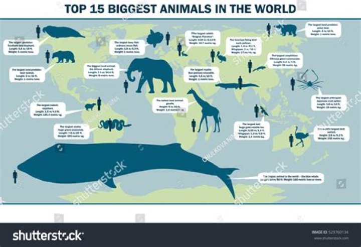 What is the 2nd largest animal in the world?