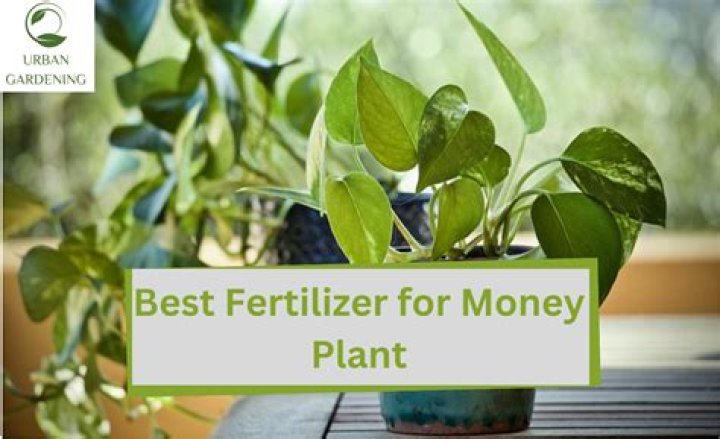 What is the best fertilizer for money plant?