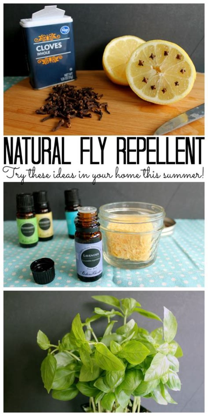 What is the best homemade fly repellent?