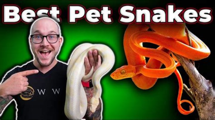 What is the best snake for a kid?