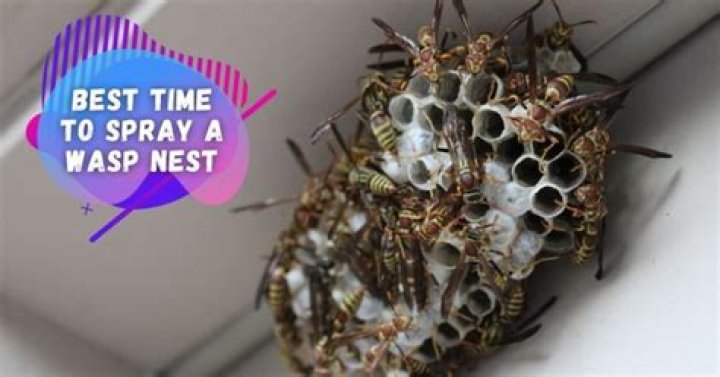 What is the best time of day to spray a wasp nest?