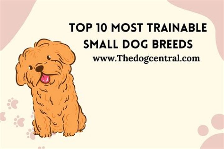 What is the best trainable small dog?