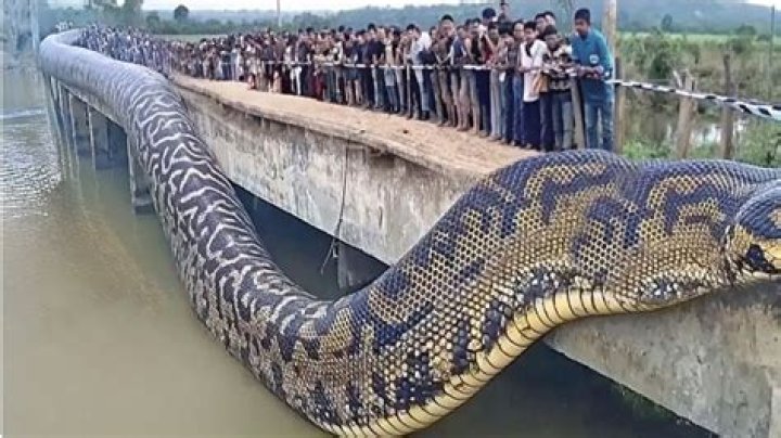 What is the biggest snake ever caught?