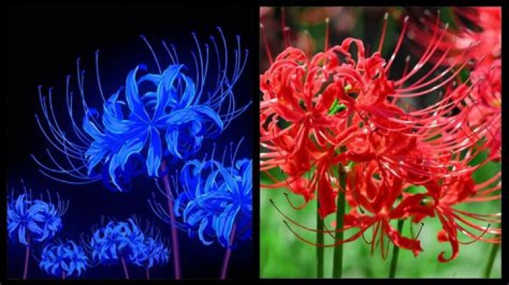 What is the blue spider lily Demon Slayer?