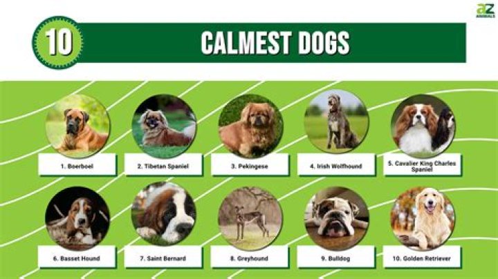 What is the calmest dog to have?