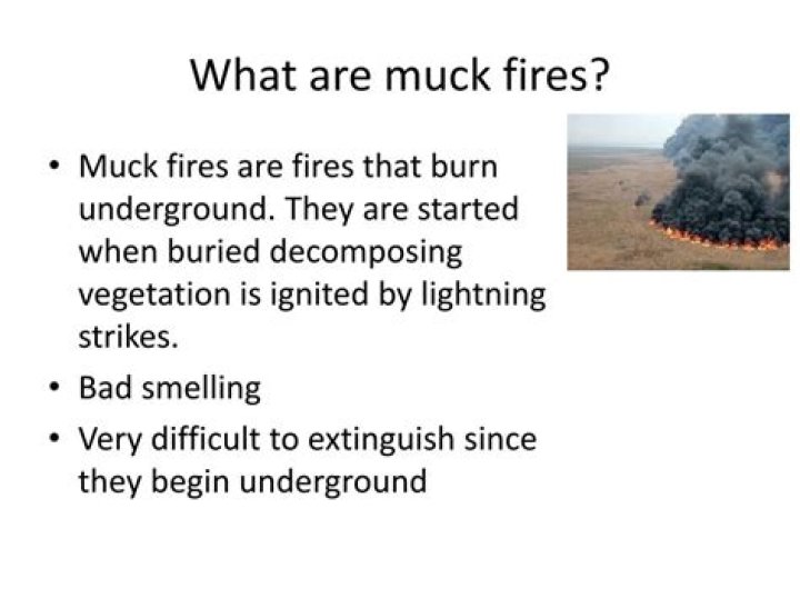 What is the cause of muck fires in tangerine?