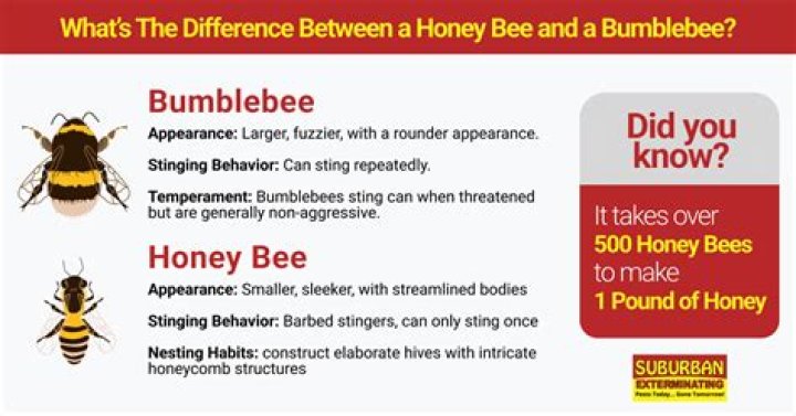 What is the difference between honey and honeydew?