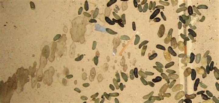 What is the disease caused by rat urine?