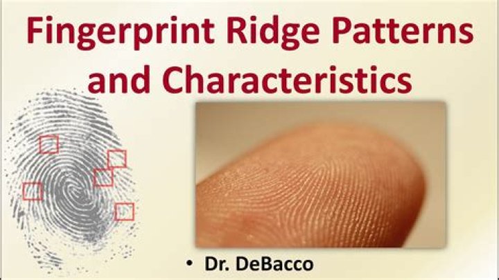 What is the estimated number of ridge characteristics in an average fingerprint?