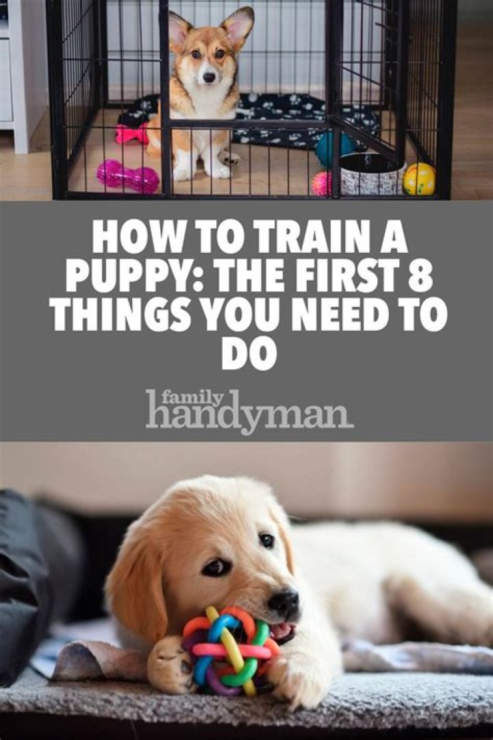 What is the first thing you should train your puppy?