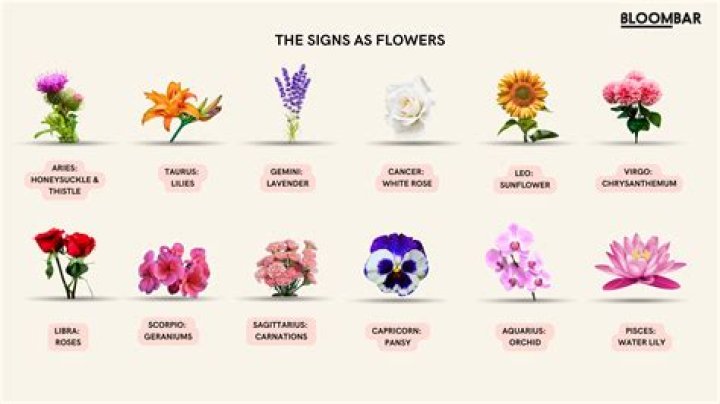 What is the flower of the USA?