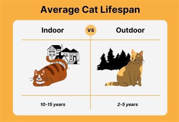 What is the life expectancy of an indoor cat?