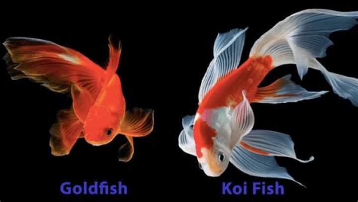 What is the meaning of 2 koi fish?