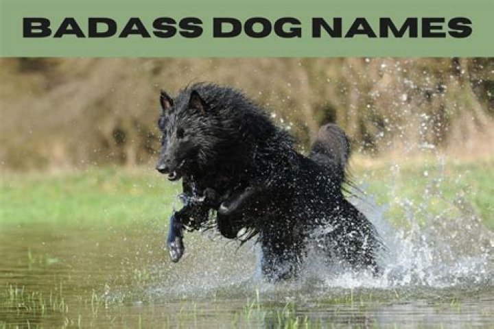 What is the most badass dog name?