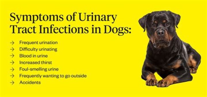 What is the most common cause of urinary tract infections in dogs?