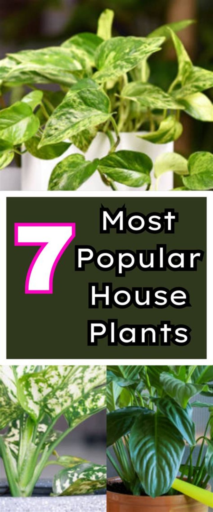 What is the most popular house plant?