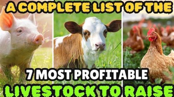 What is the most profitable livestock to raise?