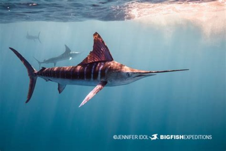 What is the most rare Marlin?