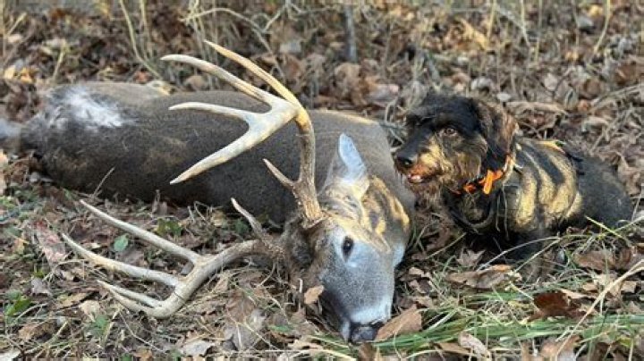 What is the most versatile flower?