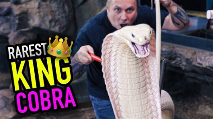 What is the rarest king cobra?