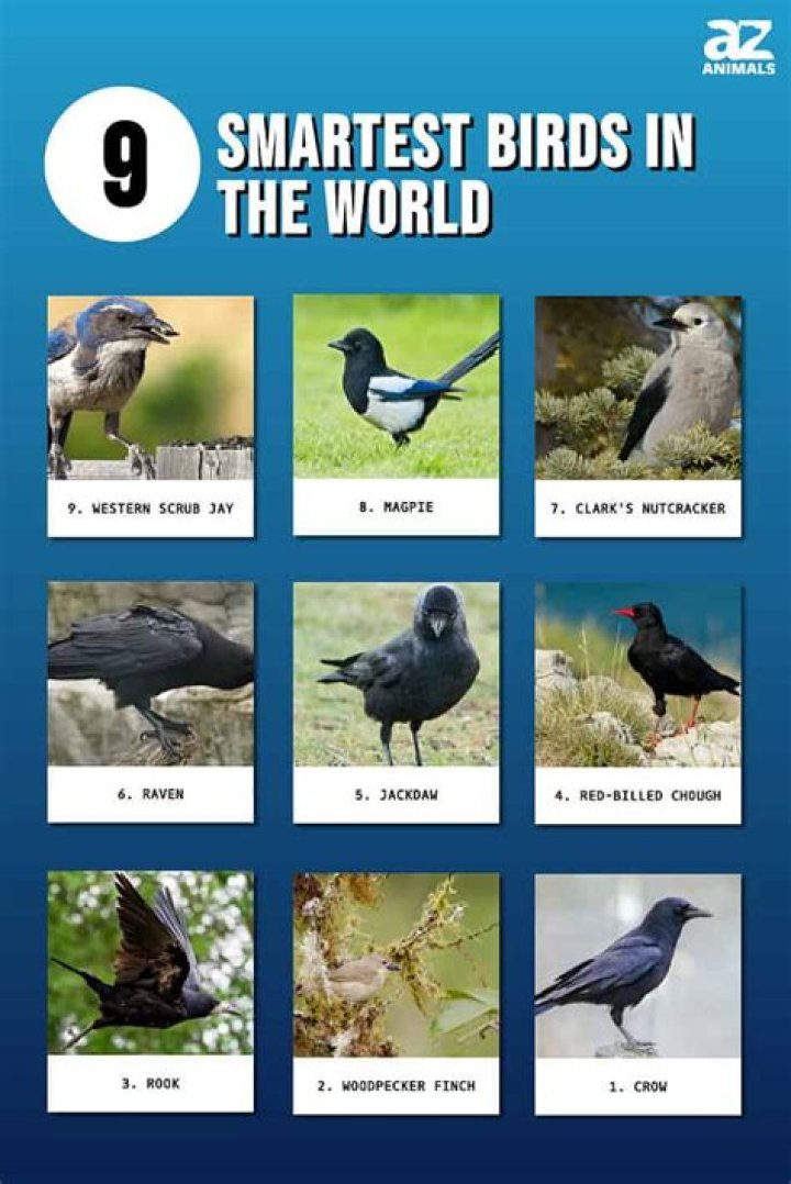 What is the smartest bird in the world?
