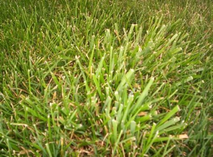 What is the thick bladed grass in my lawn?