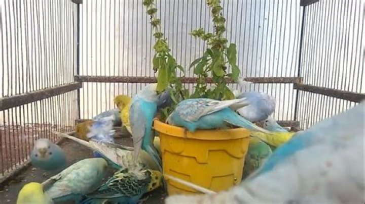 What makes birds happy?