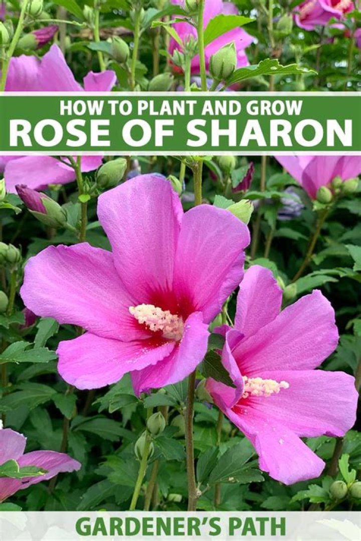 What month do rose of Sharon bloom?