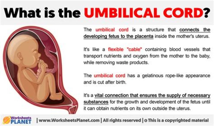What month does the umbilical cord go around the neck?