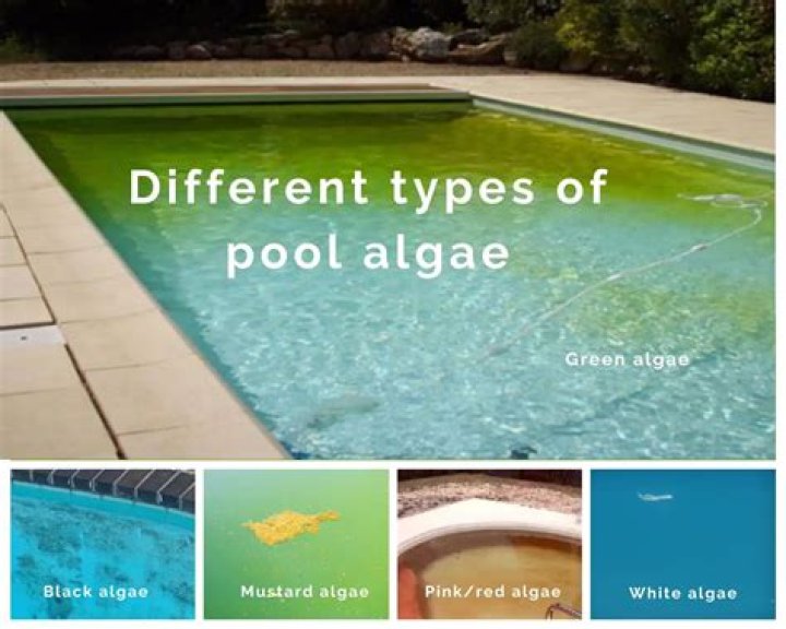 What naturally kills algae in a pool?