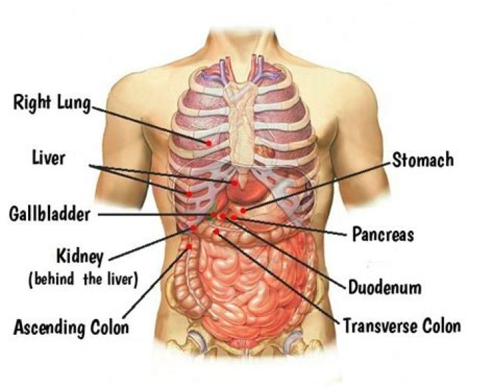 What organ is in between your rib cage?