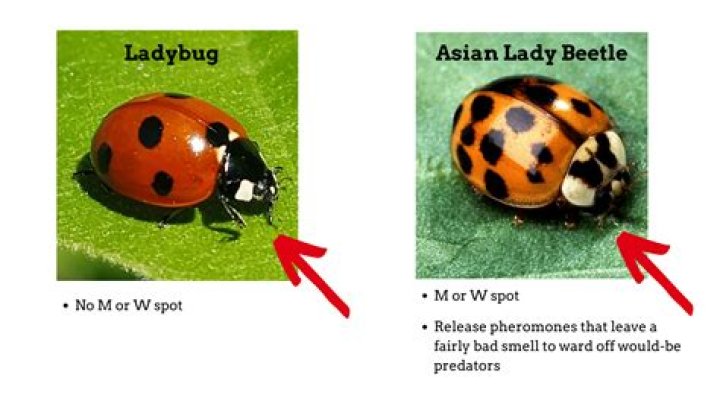 What smell do ladybugs hate?