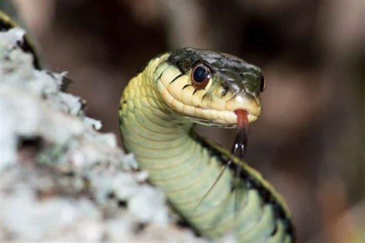 What snake has loudest hiss?