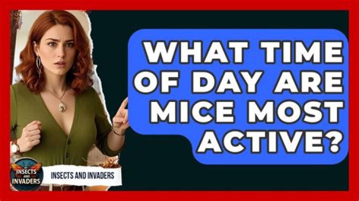 What time are mice most active?