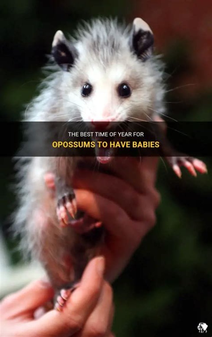 What time of year do opossums have babies?
