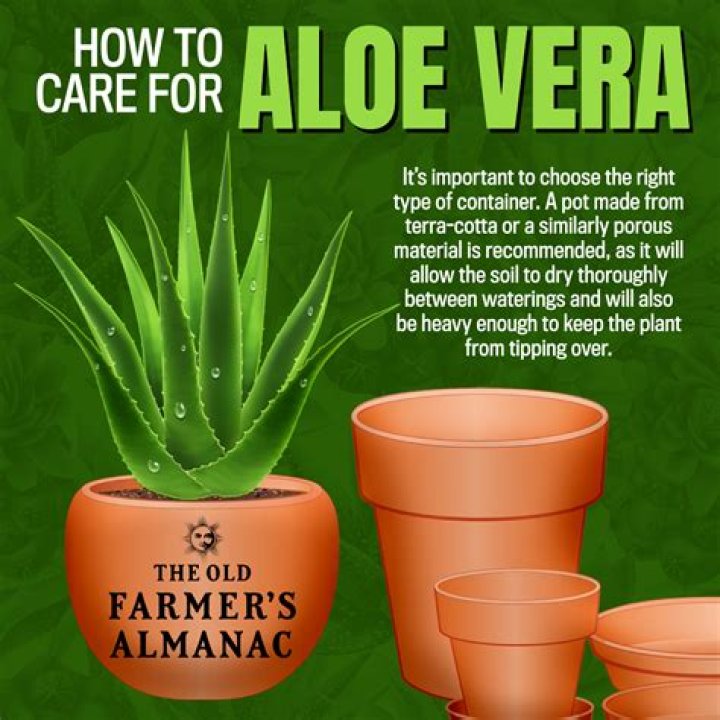 What to do with aloe after you cut it?