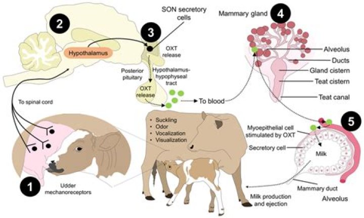 What triggers oxytocin release in cows?
