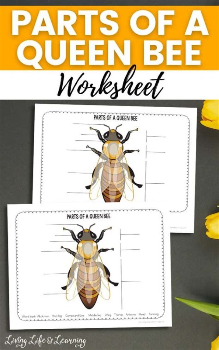 What type of female is the queen bee?