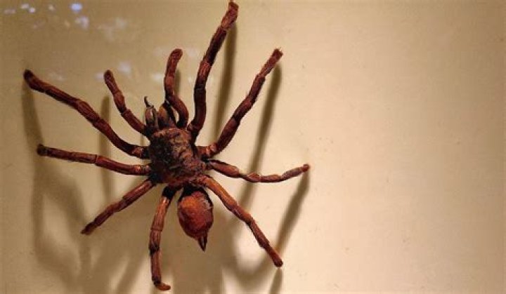 What was the biggest spider ever?