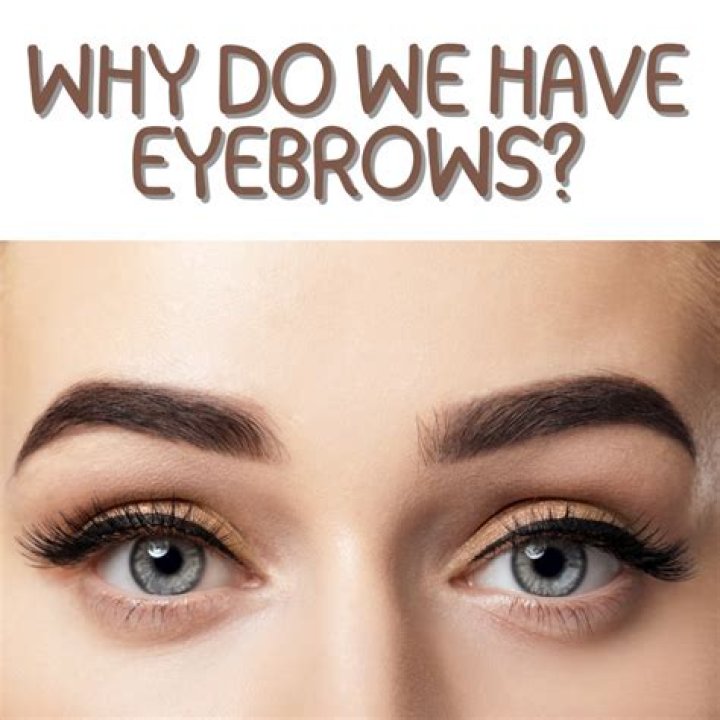 What was the original purpose of eyebrows?