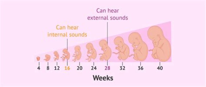 What week can baby hear?