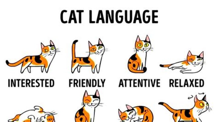What words do cats know?