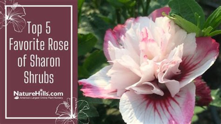 What's another name for rose of Sharon?