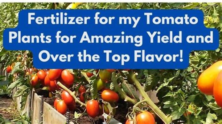 What's the best fertilizer for tomatoes?