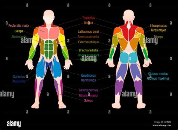What's the most important muscle in the body?