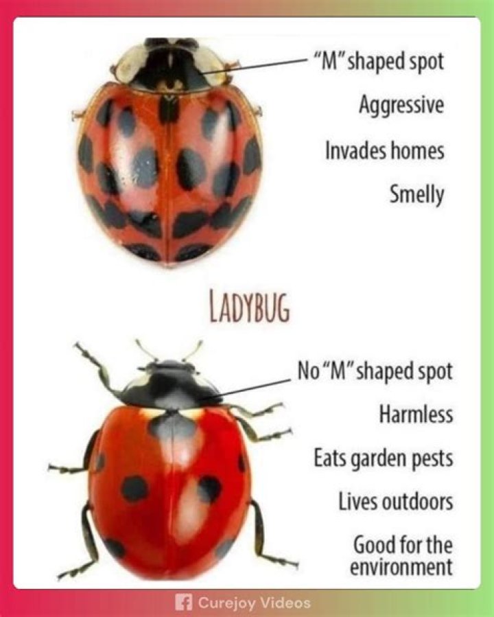 When ladybugs cross your path?