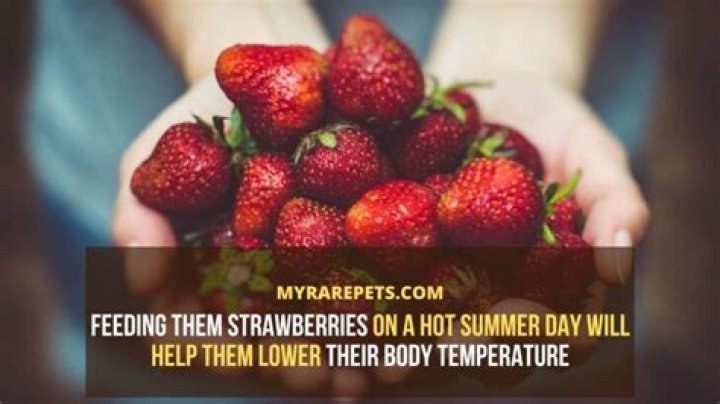When should you not eat strawberries?