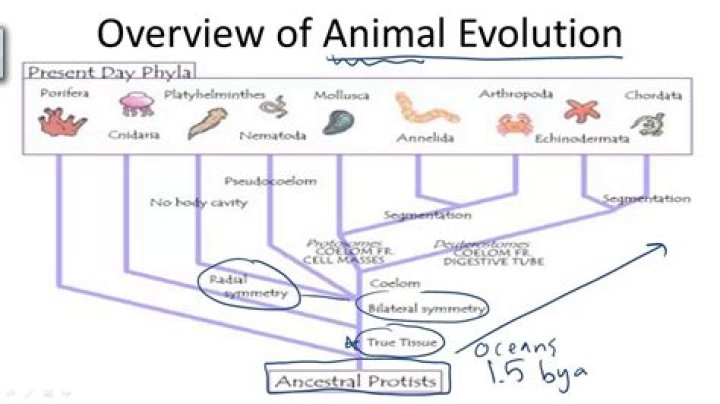 When was zoology invented?