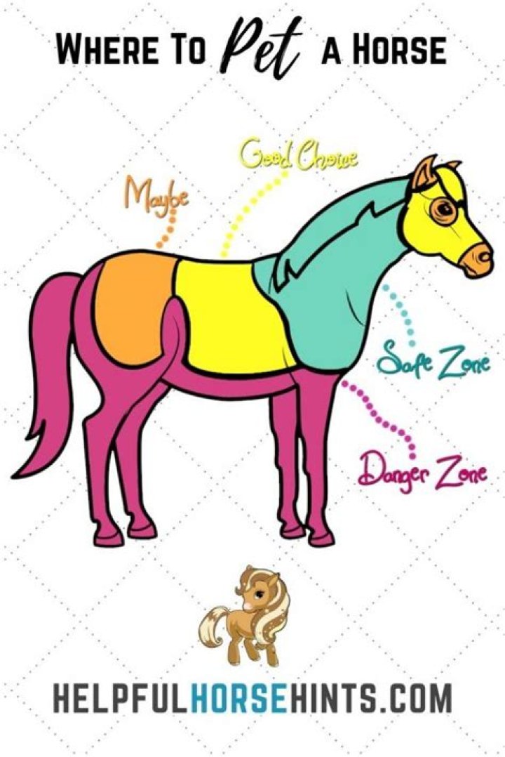 Where do horses like to be petted?
